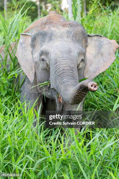 Asie, Bornéo, Malaisie, Sabah, rivière Kinabatangan, Eléphant de Bornéo ou éléphant pygmée de Bornéo , sous espèce de l'éléphant d'Asie.