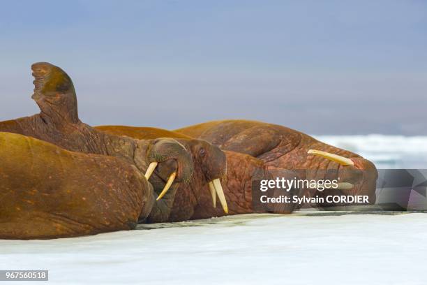 Federation de Russie, Province autonome de Chukotka, ile de Wrangel, Banquise, Morse du Pacifique , au repos sur la glace flottante. Russia, Chukotka...