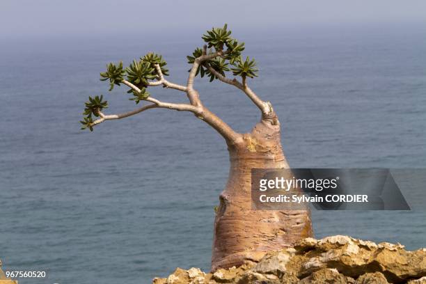Yemen, Aden Governorate, Socotra Island, listed as World Heritage by UNESCO, Rose of Desert .