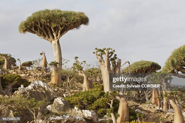 Yemen, Aden Governorate, Socotra Island, listed as World Heritage by UNESCO, Homhil plateau , Dragon's blood tree .