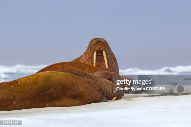 Federation de Russie, Province autonome de Chukotka, ile de Wrangel, Banquise, Morse du Pacifique , au repos sur la glace flottante. Russia, Chukotka...