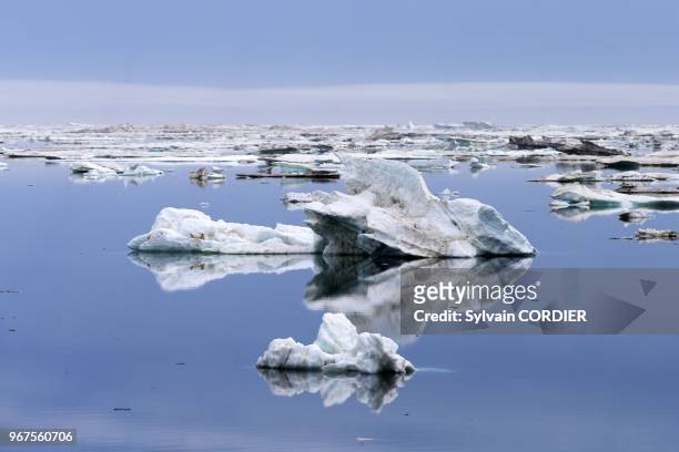 Russia, Chukotka autonomous district, Wrangel island, Pack ice.