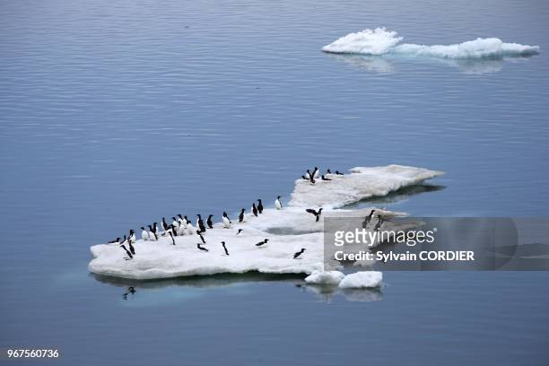 Federation de Russie, Province autonome de Chukotka, ile de Wrangel, Banquise, Guillemot de Brunnich Uria lomvia) sur de la glace flottante. Russia,...