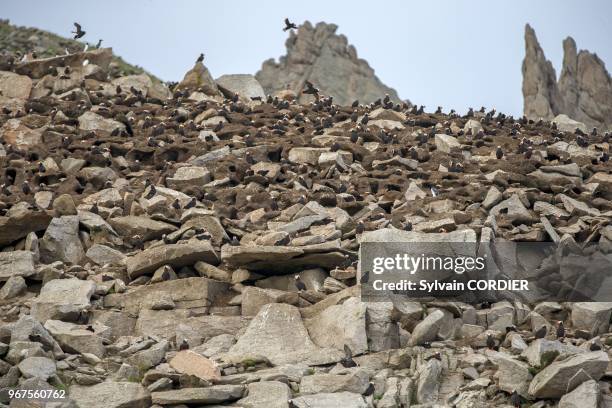 Federation de Russie, District autonome de Chukotka, Mer de Bering, Baie de Preobrazheniya pres du cap Dezhnev (le point le plus au nord est du...
