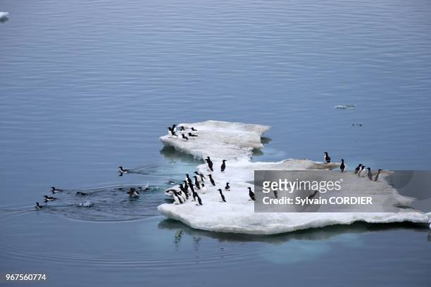 Federation de Russie, Province autonome de Chukotka, ile de Wrangel, Banquise, Guillemot de Brunnich Uria lomvia) sur de la glace flottante. Russia,...