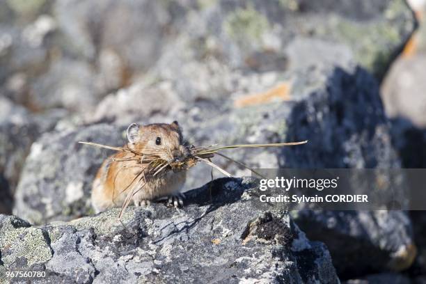 Federation de Russie, Region de Chukotka,Ostrov Yttygran, Pika , recolte du materiel vegetal pour faire son nid dans un terrier. Russia, Chukotka...