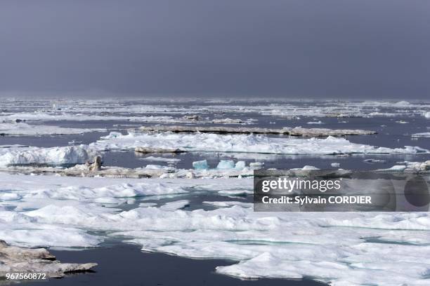 Federation de Russie, Province autonome de Chukotka, ile de Wrangel, Banquise. Russia, Chukotka autonomous district, Wrangel island, Pack ice.