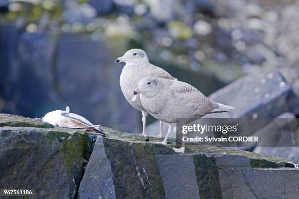 Norway, Spitzbergern, Svalbard, Glaucous Gull , adult and juvenile eating a young kittiwake.