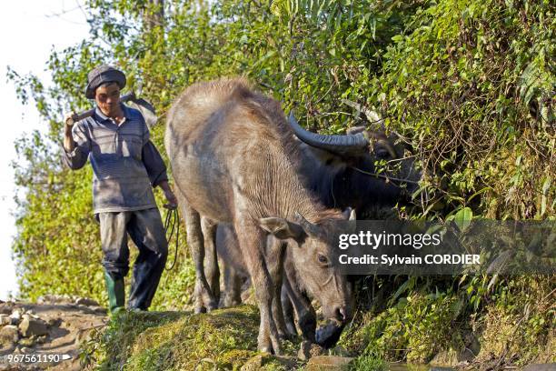 Chine, province du Yunnan, ethnie des Hani, Yuanyang, village de Azheke, rizieres en terrasses, paysan. China, Yunnan province, Hani people,...