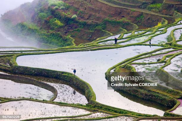 Chine, province du Yunnan, ethnie des Hani, Yuanyang, Quanfuzhuang, rizieres en terrasses. China, Yunnan province, Hani people, Yuanyang,...