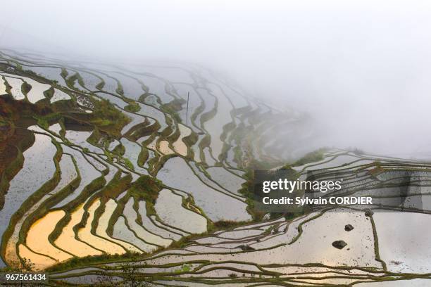 Chine, province du Yunnan, ethnie des Hani, Yuanyang, village de Duoyishu, rizieres en terrasses, lever de soleil. China, Yunnan province, Hani...