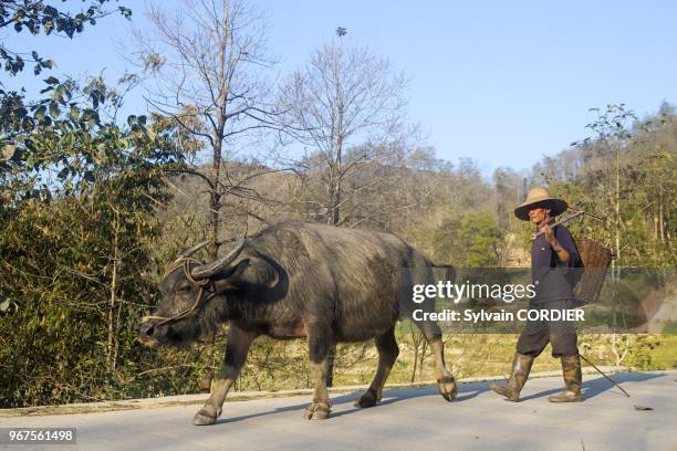 Chine, province du Yunnan, ethnie des Hani, Yuanyang, village de Malizai, rizieres en terrasses, un paysan revient du travail avec son buffle. China,...