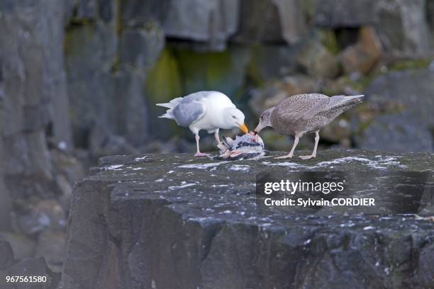 Norway, Spitzbergern, Svalbard, Glaucous Gull , adult and juvenile eating a young kittiwake.