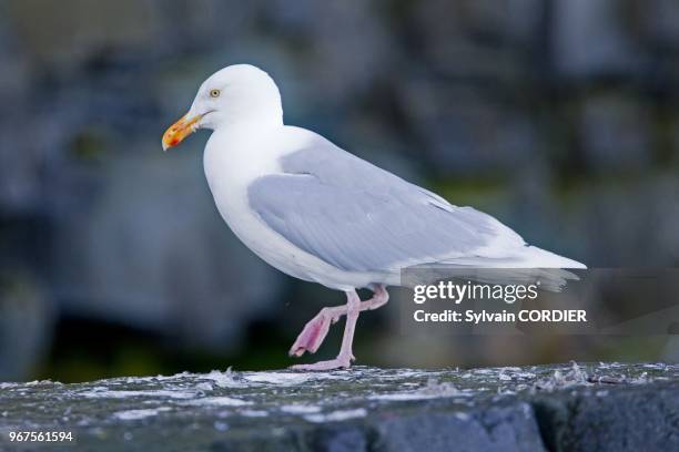 Norway, Spitzbergern, Svalbard, Glaucous Gull .