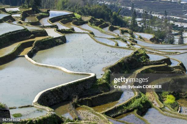 Chine, province du Yunnan, ethnie des Hani, Yuanyang, Quanfuzhuang, rizieres en terrasses. China, Yunnan province, Hani people, Yuanyang,...