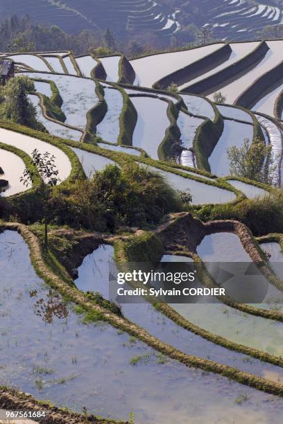 Chine, province du Yunnan, ethnie des Hani, Yuanyang, village de Mengpin, rizieres en terrasses. China, Yunnan province, Hani people, Yuanyang,...