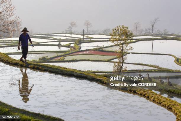 Chine, province du Yunnan, ethnie des Hani, Yuanyang, village de Azheke, rizieres en terrasses, paysan.