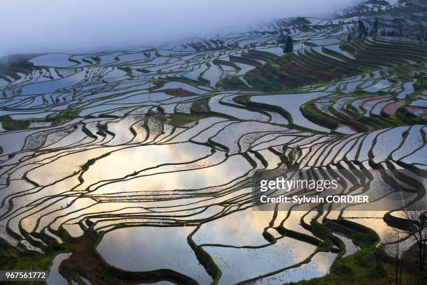 Chine, province du Yunnan, ethnie des Hani, Yuanyang, village de Duoyishu, rizieres en terrasses, leve de soleil. China, Yunnan province, Hani...