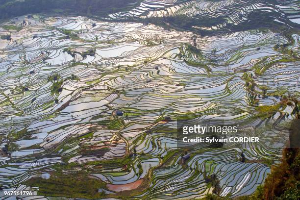 Chine, province du Yunnan, ethnie des Hani, Yuanyang, coucher de soleil a Laohuzui, rizieres en terrasses. China, Yunnan province, Hani people,...