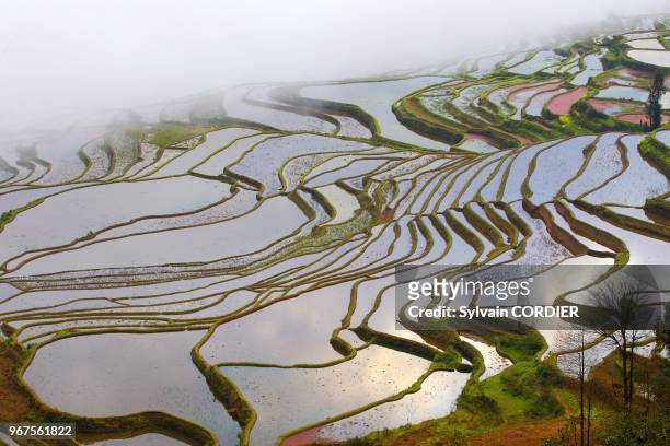 Chine, province du Yunnan, ethnie des Hani, Yuanyang, village de Duoyishu, rizieres en terrasses, lever de soleil. China, Yunnan province, Hani...