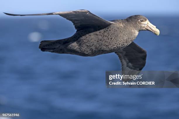 Antarctique, Ocean entre les Falklands et la Georgie du Sud, Georgie du Sud, Petrel geant du Sud , sous-espece antarctique // Antarctic, Ocean...