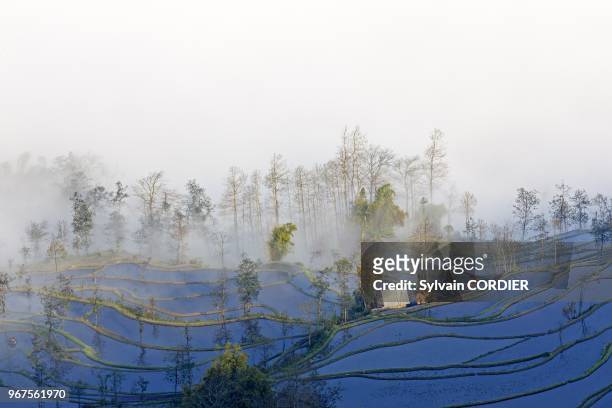 Chine, province du Yunnan, ethnie des Hani, Yuanyang, village de Malizai, rizieres en terrasses. China, Yunnan province, Hani people, Yuanyang,...