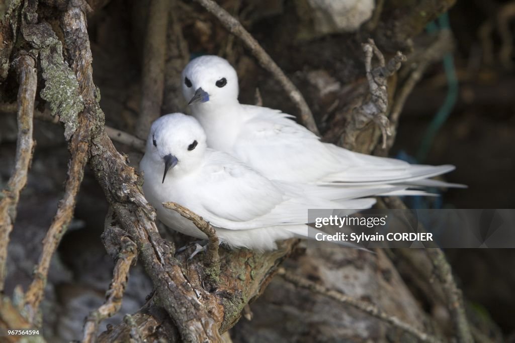 White Tern