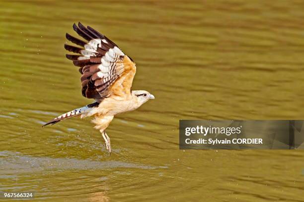 Amérique du Sud, Brésil, Mato Grosso, région du Pantanal, Caracara à tête jaune , en vol, en pêche.