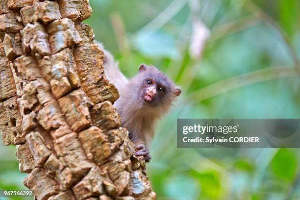 Amérique du Sud, Brésil, Mato Grosso, Pantanal, Sud de Cuiaba, Ouistiti argenté à queue noire ou Ouistiti mélanure .