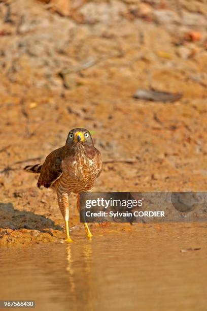 Amérique du Sud,Brésil,Mato Grosso,région du Pantanal,Buse à gros bec ,sur une berge prête à boire.