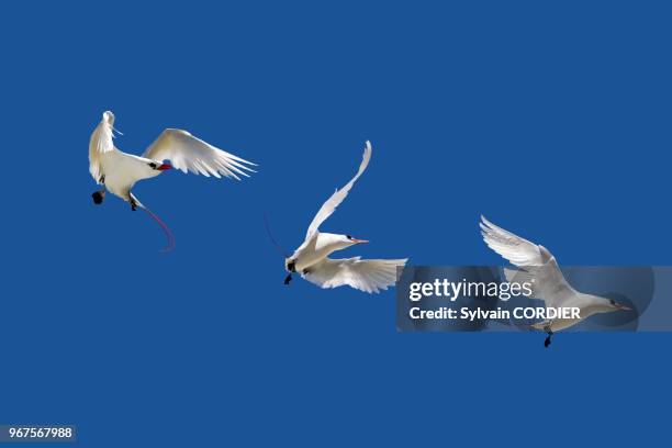 Hawaii, Midway, Sand Island , Red billed Tropicbird .