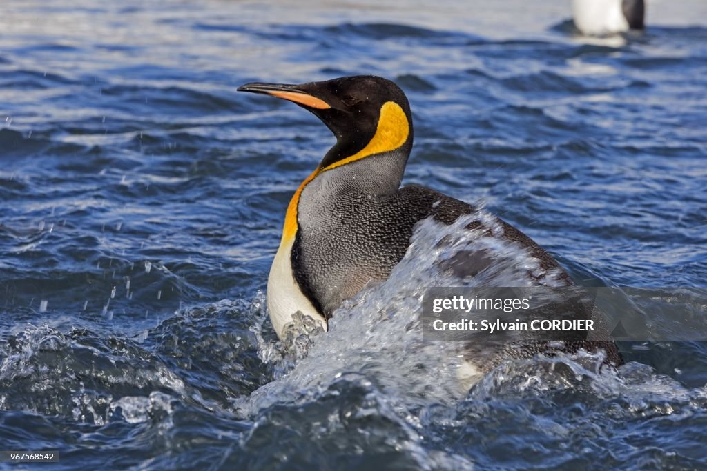 King Pinguin (Aptenodytes Patagonicus), South Georgia, Antartica