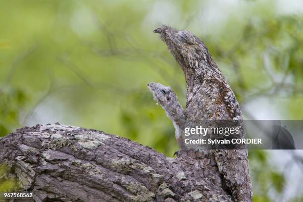Great Potoo , female with young on October 15, 2011 in Mato Grosso area, Pantanal state, Brazil.