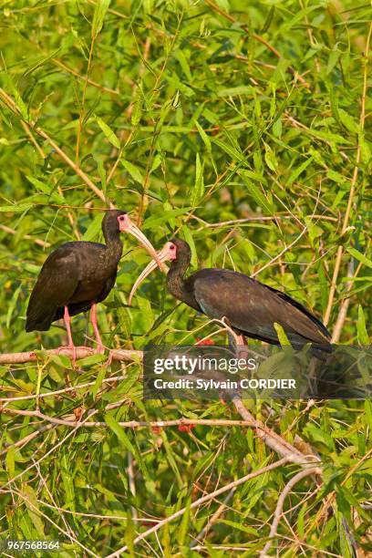 Amérique du Sud, Brésil, Mato Grosso, région du Pantanal, Ibis à face nue ou ibis chauve , couple perché sur un buisson.