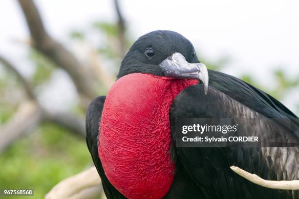 Hawaii, Midway , Eastern Island , Great Frigatebird .