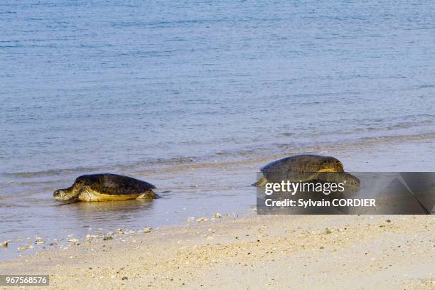 Hawaii, Midway, Sand Island , Green Turtle , rest on the beach.