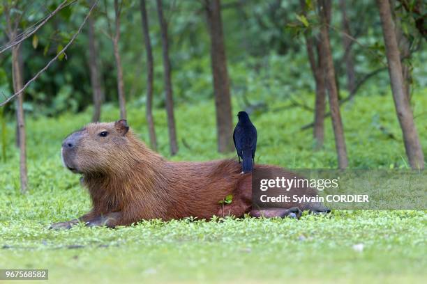 Capybara With Rondo Capybara Rodent Photos and Premium High Res Pictures - Getty Images