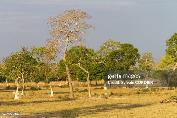 Brazil, Mato Grosso, Pantanal area, Landscape in a fazenda.