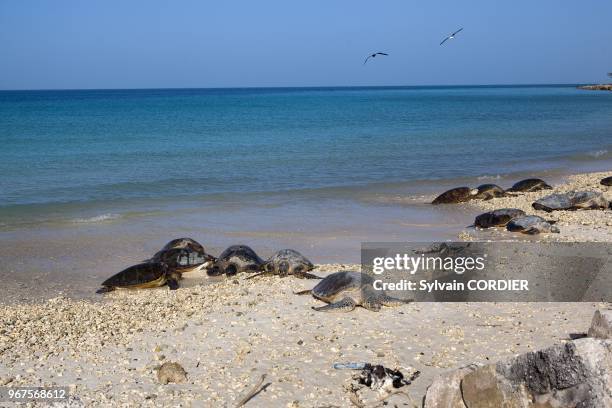 Hawaii, Midway, Sand Island , Green Turtle , rest on the beach.