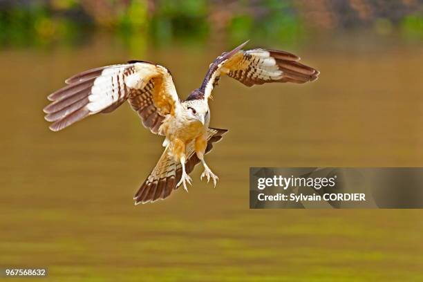 Amérique du Sud, Brésil, Mato Grosso, région du Pantanal, Caracara à tête jaune , en vol, en pêche.