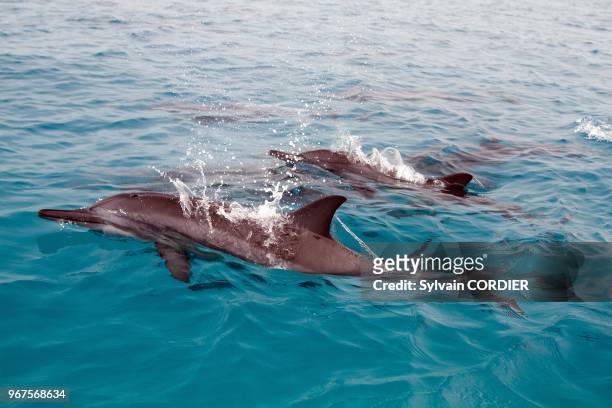 Hawaii, Midway , Eastern Island , Spinner Dolphin , order : Cetacea , family : Delhinidae.