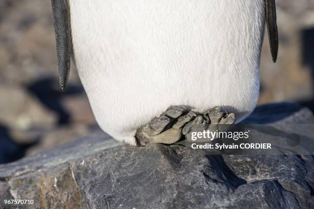 Royaume Uni, Iles de la Georgie du Sud, Plaine de Saint Andrews, Manchot royal adulte. United Kingdom, South Georgia Islands, Saint Andrews plains,...