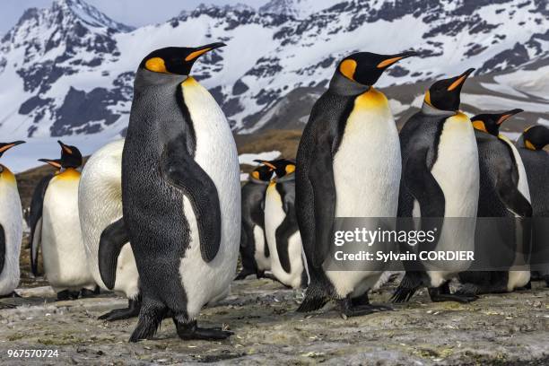 Royaume Uni, Iles de la Georgie du Sud, Plaine de Saint Andrews, Manchot royal adulte. United Kingdom, South Georgia Islands, Saint Andrews plains,...