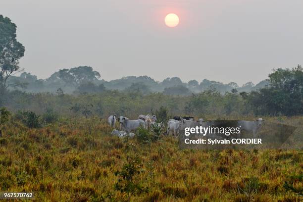 Amérique du Sud, Brésil, Mato Grosso, région du Pantanal.