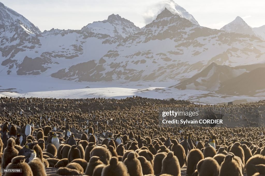 King Pinguin (Aptenodytes Patagonicus), South Georgia, Antartica
