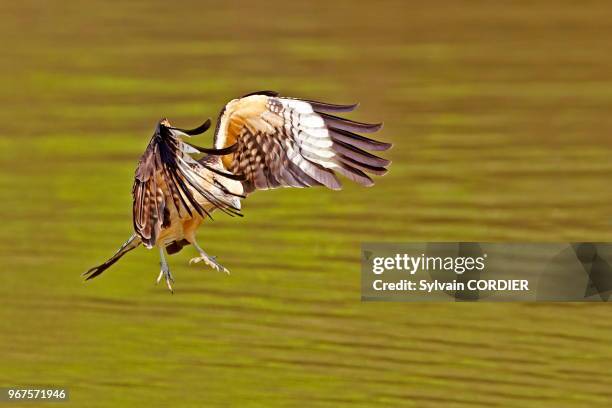 Amérique du Sud, Brésil, Mato Grosso, région du Pantanal, Caracara à tête jaune , en vol, en pêche.