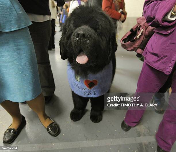 Lincoln, a Newfoundland, is pictured during the final day of the 134th Westminster Kennel Club Dog Show at Madison Square Garden in New York,...