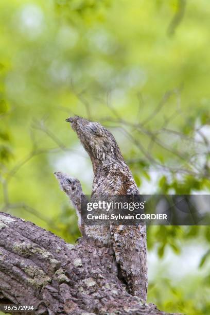 Brazil, Mato Grosso, Pantanal area, Great Potoo , female with young.