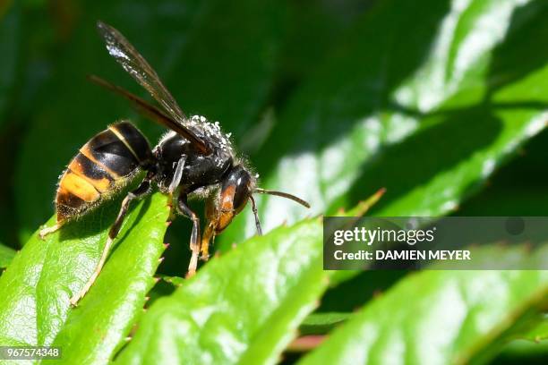 An Asian hornet is pictured on June 2 in the French western city of Hede-Bazouges.