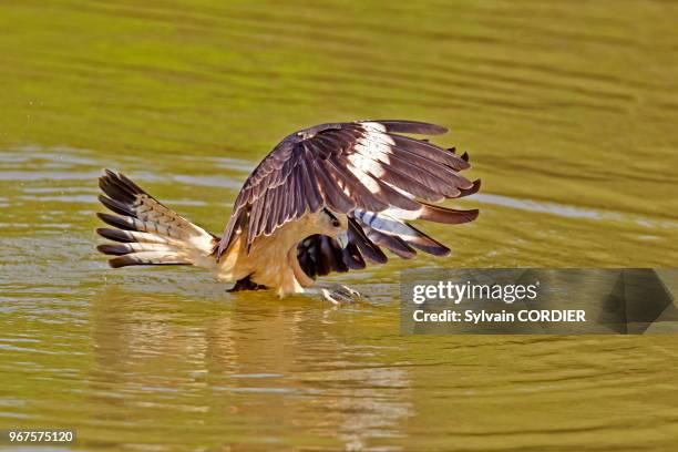 Amérique du Sud, Brésil, Mato Grosso, région du Pantanal, Caracara à tête jaune , en vol, en pêche.